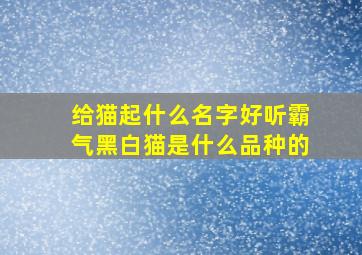 给猫起什么名字好听霸气黑白猫是什么品种的