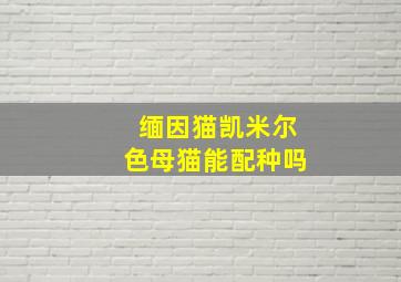 缅因猫凯米尔色母猫能配种吗