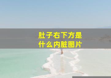 肚子右下方是什么内脏图片