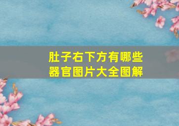 肚子右下方有哪些器官图片大全图解