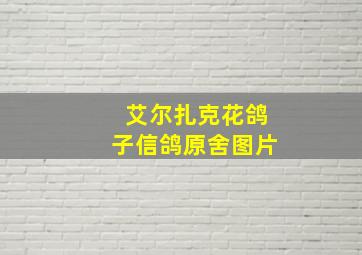 艾尔扎克花鸽子信鸽原舍图片