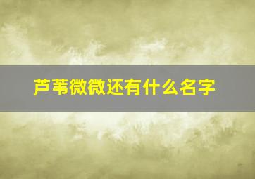 芦苇微微还有什么名字