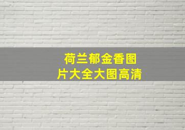 荷兰郁金香图片大全大图高清