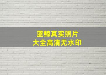 蓝鲸真实照片大全高清无水印