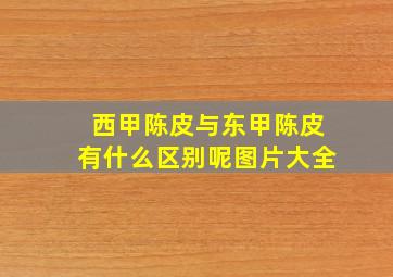 西甲陈皮与东甲陈皮有什么区别呢图片大全