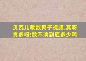 贝瓦儿歌数鸭子视频,真呀真多呀!数不清到底多少鸭