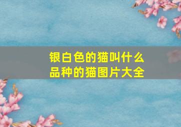 银白色的猫叫什么品种的猫图片大全