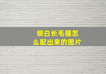 银白长毛猫怎么配出来的图片