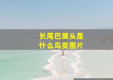 长尾巴黑头是什么鸟类图片