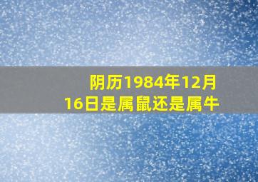 阴历1984年12月16日是属鼠还是属牛