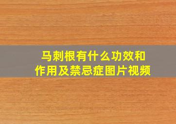 马刺根有什么功效和作用及禁忌症图片视频