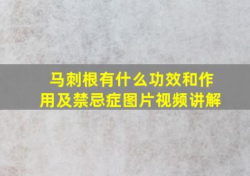 马刺根有什么功效和作用及禁忌症图片视频讲解