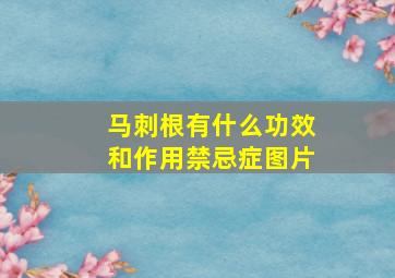 马刺根有什么功效和作用禁忌症图片