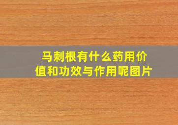 马刺根有什么药用价值和功效与作用呢图片