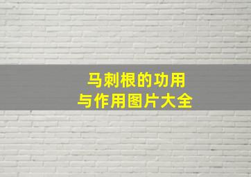 马刺根的功用与作用图片大全