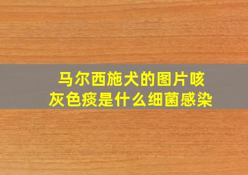 马尔西施犬的图片咳灰色痰是什么细菌感染