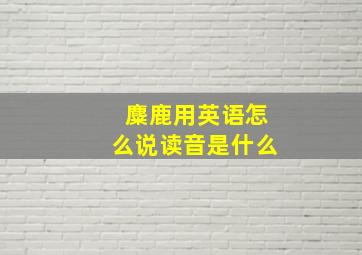 麋鹿用英语怎么说读音是什么