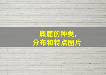 麋鹿的种类,分布和特点图片