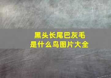 黑头长尾巴灰毛是什么鸟图片大全