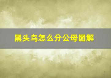 黑头鸟怎么分公母图解