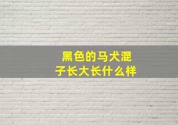 黑色的马犬混子长大长什么样